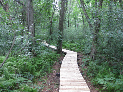 forest trail boardwalk